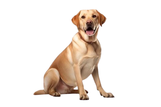 Pet Tracker